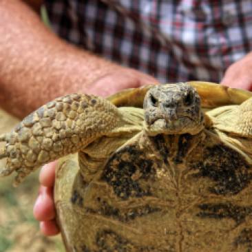 (Unimpressed) Central Asian/steppe tortoise